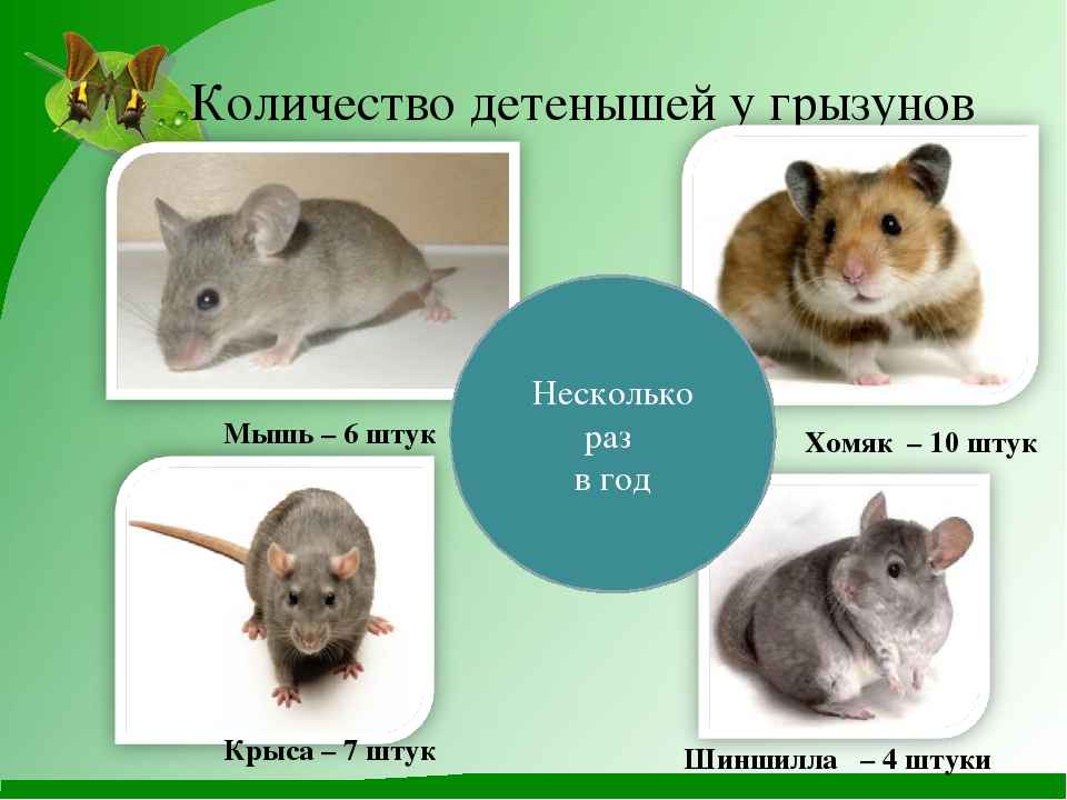 На фото описано про детенышей грызунов